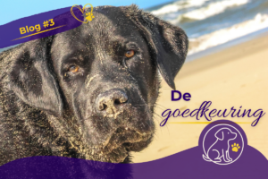 Blog 3 - De goedkeuring